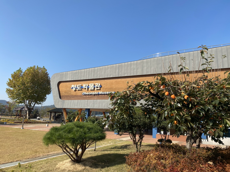 감나무 너머 '청도 박물관 Cheongdo Museum' 간판 건물과 맑은 하늘