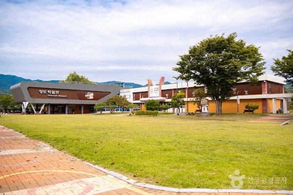 넓은 잔디마당 너머 '청도 박물관 Cheongdo Museum' 간판 건물과 긴 2층 건물